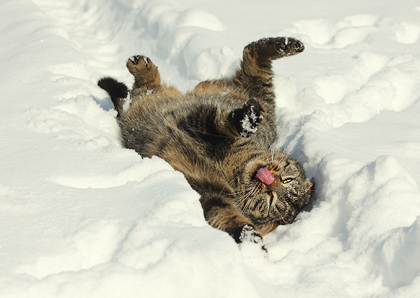 Weihnachtskarten mit Tiermotiven